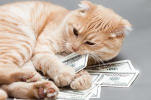 An orange cat chewing on one hundred dollar bills
